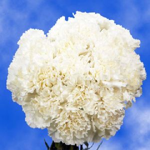 White Carnation Flower