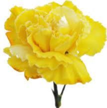 Yellow Carnation Flower