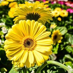 Yellow Gerbera Flower