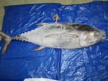 Yellowfin and Skipjack Tuna