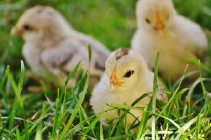 poultry farming services