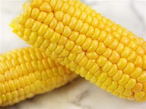 Whole Yellow Corn