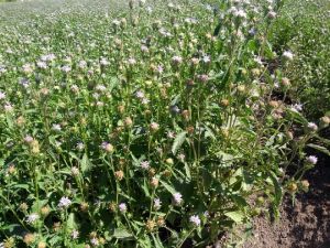 Purple fleabane Seed