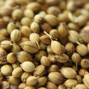 Raw Coriander Seeds