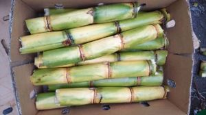 Sugarcane