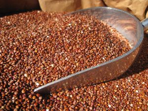 Red Quinoa Seeds