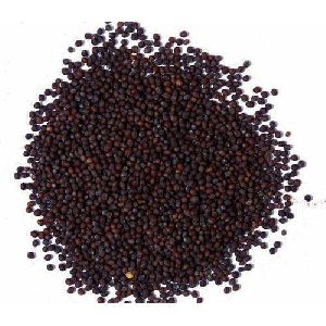 Small Brown Mustard Seeds