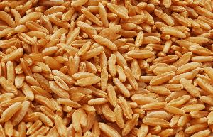 fresh wheat seeds