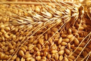 indian wheat seeds