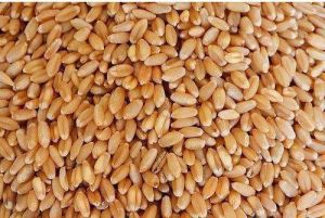 Organic Wheat Seeds