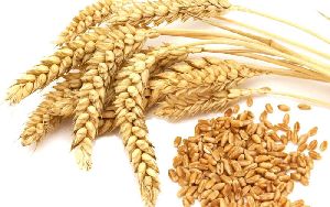 Premium Wheat Seeds