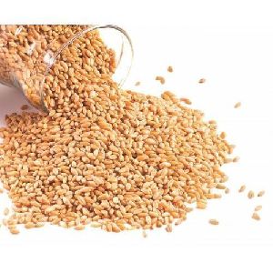 Raw Wheat Seeds