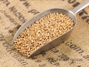 whole wheat seeds