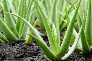 Fresh Aloe Vera Leaves