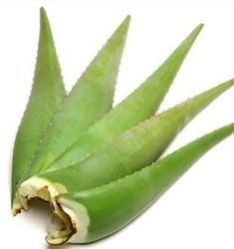 Green Aloe Vera Leaves