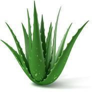 Natural Aloe Vera Leaves