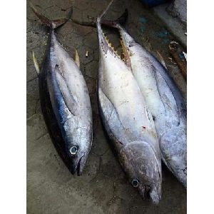 fresh tuna fish