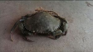 Live Sea Crab XL