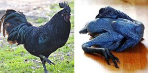 Fresh Kadaknath Chicken Meat