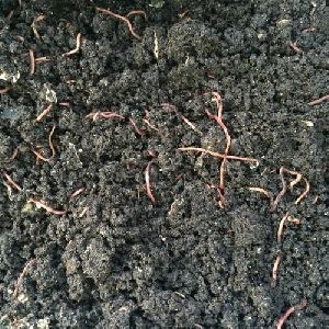 Organic Vermicompost Fertilizer