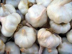 Garlic Bulb