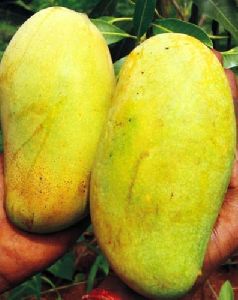 Dashehari Mango