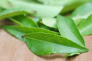 Fresh Curry Leaves