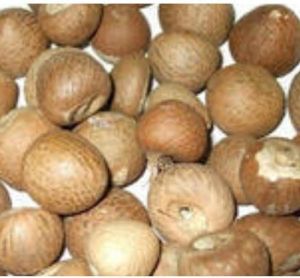 Whole Areca Nuts