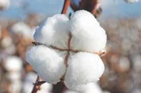 white raw cotton