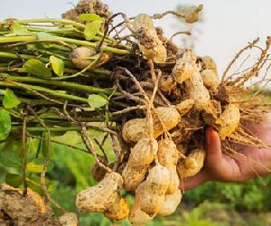 raw groundnuts