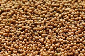 Raw Coriander Seeds