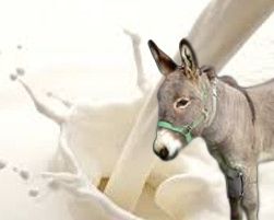 White Donkey Milk