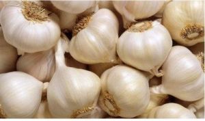 White Garlic