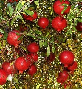 Fresh Pomegranates