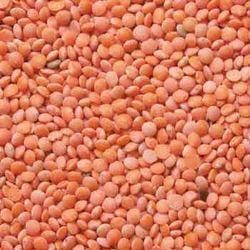 Red Lentil