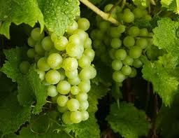 Round Green Grapes