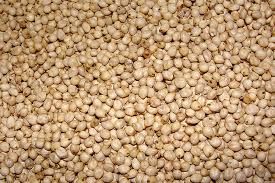 White Sorghum Seeds