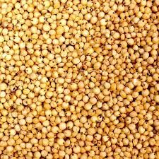 Yellow sorghum seeds