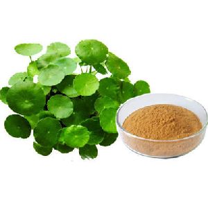 Bacopa Extract