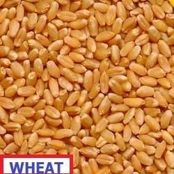 natural wheat seeds