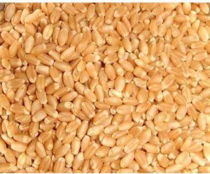 whole wheat seeds