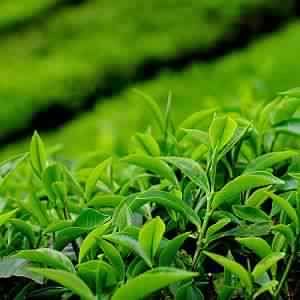 Green Tea seed