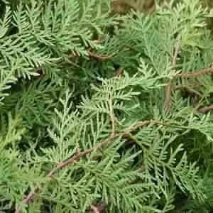 Thuja Oil