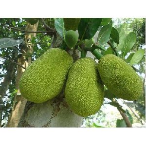 Organic Jackfruit