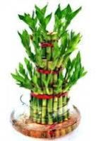 three stalk lucky bamboo