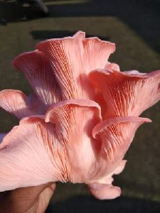 pink mushroom