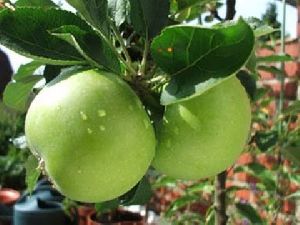 THAI APPLE BER