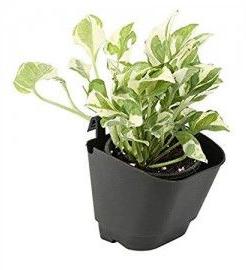 Wonderland Vertical Garden Wall Hanging Pot