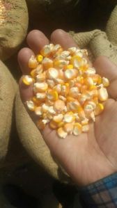 Yellow Corn Animal Feed