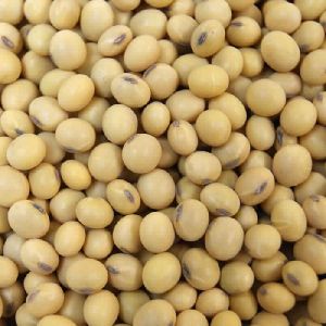 soya bean seed